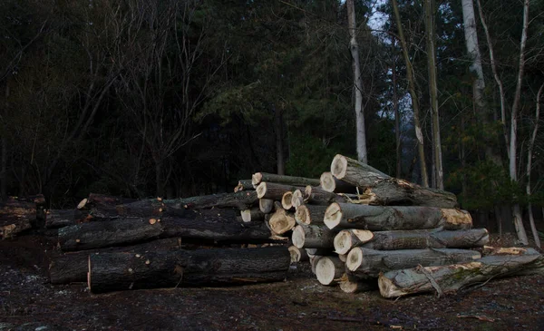 Piles Bois Chauffage Coupé Rondins Pin Empilés Sur Sol Déforestation — Photo