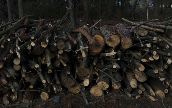 Bois Chauffage Empilé Dans Forêt Bois Fin Brûler Boutures Pin — Photo