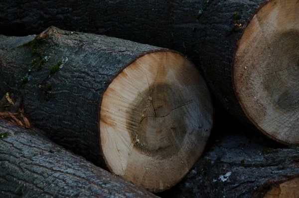 Grumes Pin Coupées Bois Chauffage Déforestation — Photo