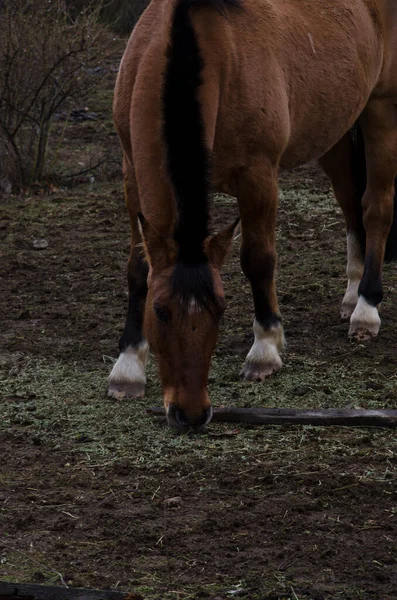 Kastanienpferd Auf Dem Pferderücken Petiso Argentino Criollo Weiden Auf Einem — Stockfoto