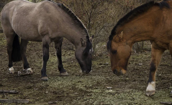 Short Creole Horses One Chestnut One Gray Palomino Grazing Farm — 스톡 사진