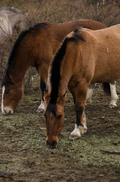 Zwei Kastanienpferde Mit Ihren Hinterlassenschaften Auf Dem Boden Die Gras — Stockfoto