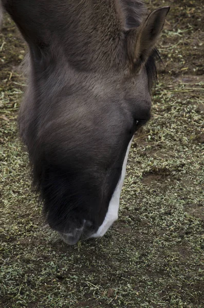 Grue Cheval Cheval Gris Mangeant Herbe Gros Plan Tête Cheval — Photo