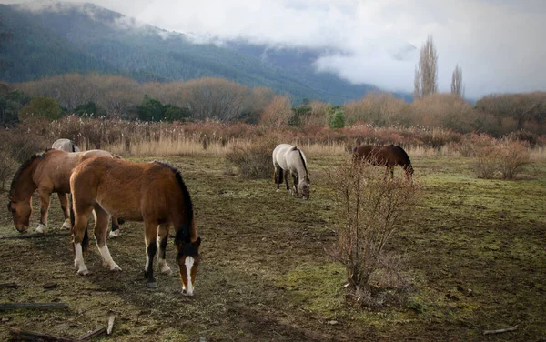 Atlar Çiftlikte Kestane Rengi Atlar Yiyor Yemek — Stok fotoğraf