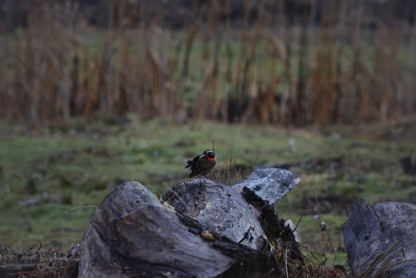 アルゼンチンのパタゴニアの鳥 ほぼ蛍光の強い赤い内装の羽を持つ鳥 — ストック写真