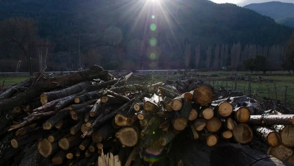 Madeira Pinho Com Fundo Montanha Madeira Empilhada Desflorestação Abate Árvores — Fotografia de Stock