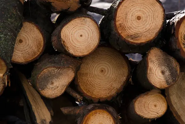 Lenha Pinheiro Empilhada Desmatamento Alterações Climáticas Corte Madeira Natural — Fotografia de Stock