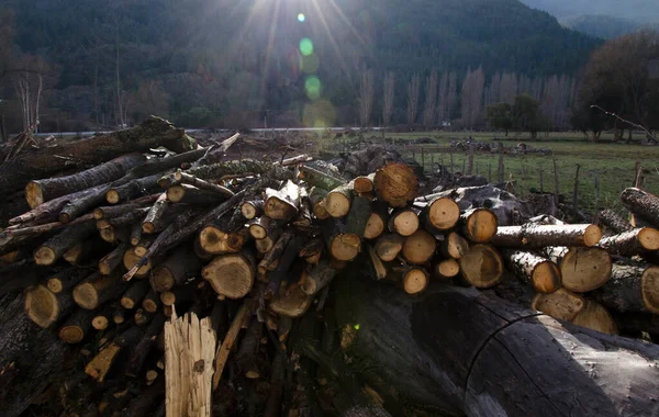 Bois Chauffage Pin Avec Fond Montagneux Bois Empilé Déforestation Abattage — Photo