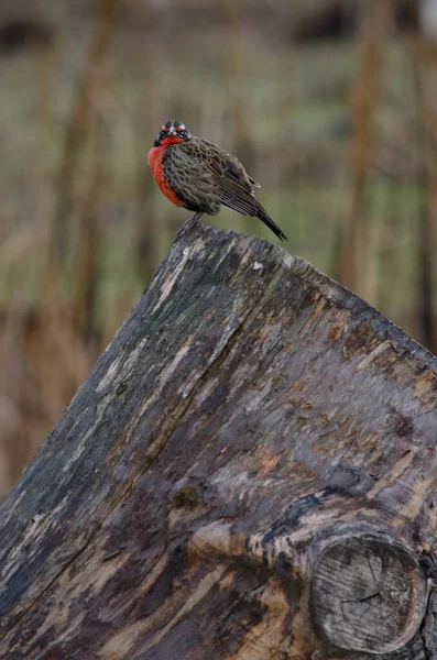 Ave Voladora Loyca Loica Común Patagonia Con Plumaje Rojo Fluorescente —  Fotos de Stock