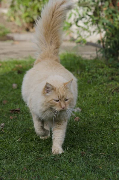 Gato Amarillo Pelo Largo Caminando Sobre Hierba Felino Pelo Largo — Foto de Stock