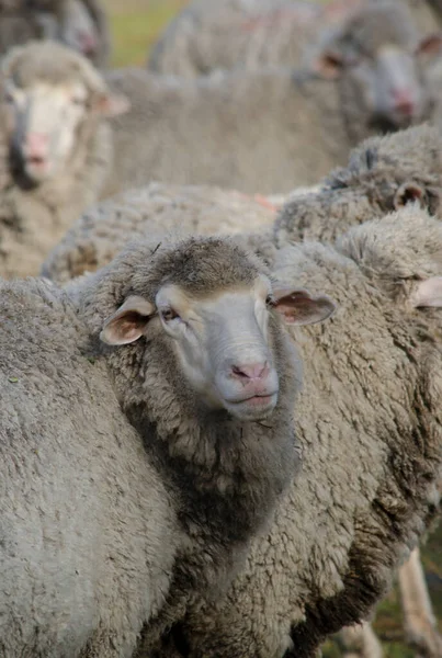 Får Forgrunden Ser Lige Frem Lalar Får Merino Drøvtyggere Græsning - Stock-foto