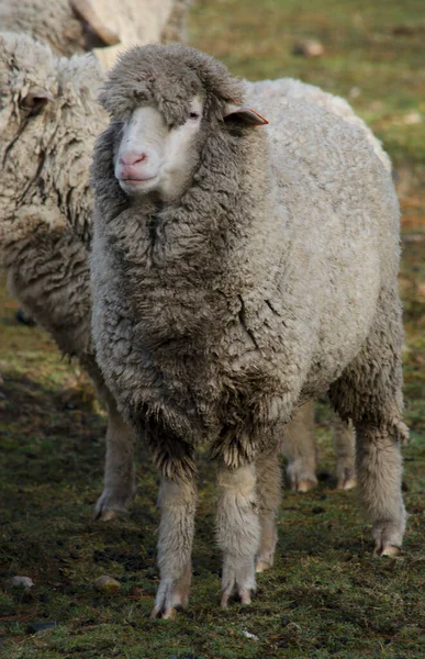 Close Portret Van Wolschapen Volledig Lichaam Patagonische Schapen Lammeren Vuile — Stockfoto