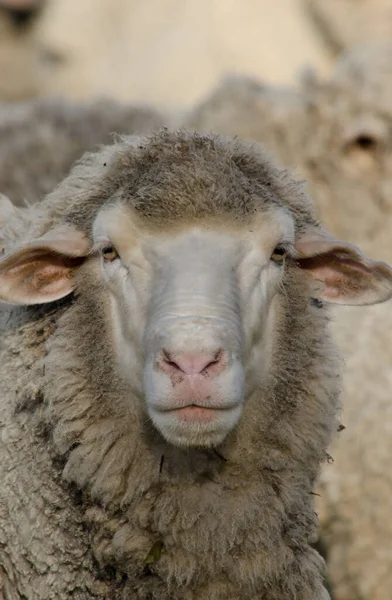 wool sheep facing the camera, dirty wool sheep