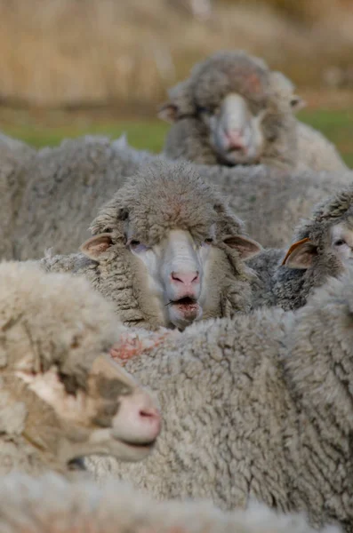 Grupo Ovelhas Merino Ovelhas Pastando Uma Fazenda Conjunto Pastoreio Ovelhas — Fotografia de Stock