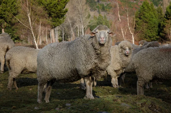 Овцы Тело Грязная Шерсть Овцы Ферме Полевая Промышленность Мясо Овец — стоковое фото