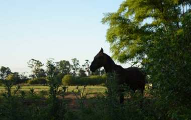 Önünde yeşil bitkiler ve devedikeni olan çitlerin arkasındaki bir tarlada.