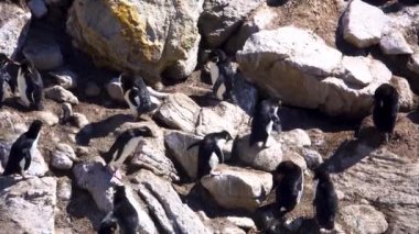 Üç Rockhopper Pengueni bir kayadan diğerine atlıyor. Diğer penguenler güneşleniyorlardı ya da tüylerini tımar ediyorlardı..