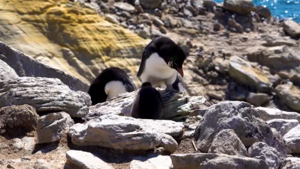 ペンギンの父親は岩から飛び降りた 小さなペンギンが父のところへやって来てペットを飼った — ストック動画