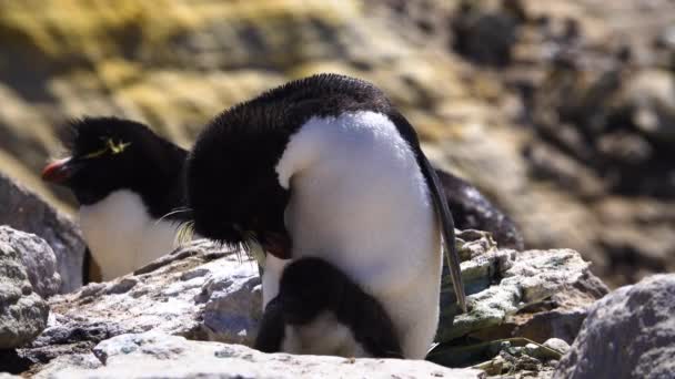 Taťka Tučňák stojí na kameni, aby si uklízel peří. Ten malý tučňák spoléhá na svého otce a chová se k němu jako dítě..
