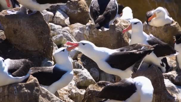 Bir Kayanın Üzerinde Iki Albatros Gaga Gaga Oynuyorlardı Öpüşme Oyunu — Stok video