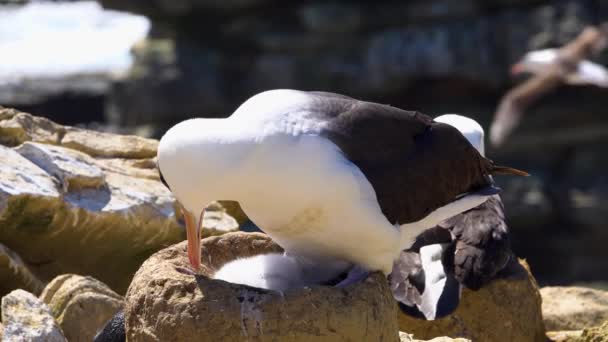 Anne Albatros Yuvada Oturur Bebeğini Sıcak Tutmaya Yardım Eder — Stok video