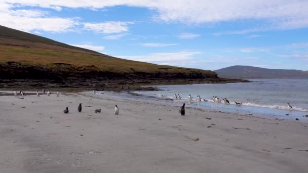 Group Gentoo Penguins Ran Beach Waves — Stockvideo