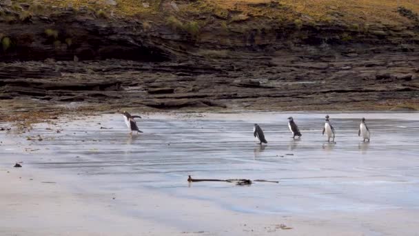 Gentoo Penguins Chinstrap Penguins Have Moved Beach Land — Stock Video