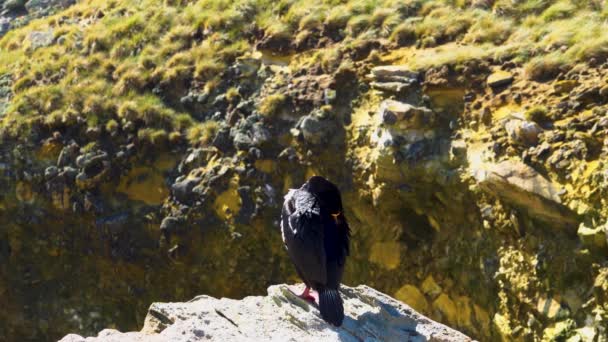 Blue Eyed Shag Standing Rock Grooming Its Feathers While Basking — Stock Video