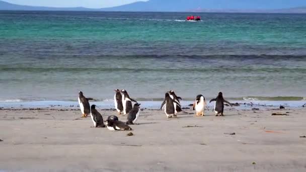 Grupo Pinguins Gentoo Correu Praia Para Mar Barco Borracha Navegou — Vídeo de Stock