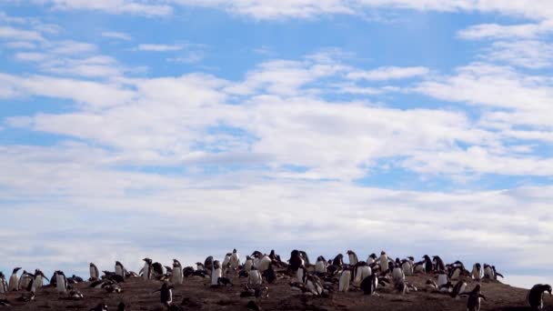Mavi Gökyüzü Beyaz Bulutlar Bir Grup Gentoo Pengueni Kum Tepelerinde — Stok video