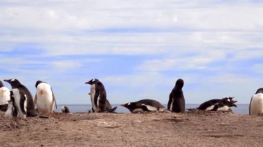 Deniz kenarındaki kum tepelerinde bir grup Gentoo pengueni. Bazıları midesinin üstünde uyur, bazıları ayakta uyur. Kamera sağa doğru dönüyor..