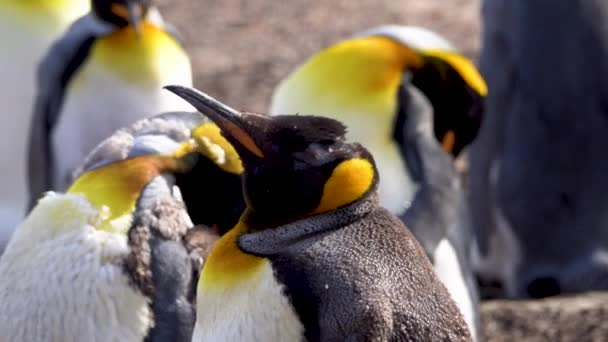 いくつかの皇帝ペンギンがビーチで寝ています 彼らの一人は羽を伸ばしていた — ストック動画