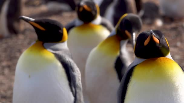 Cuatro Pingüinos Rey Están Pie Durmiendo Sus Picos Están Orientados — Vídeos de Stock