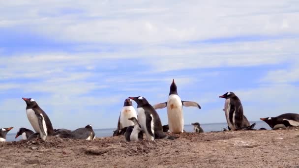 Grupo Pinguins Gentoo Nas Dunas Areia Alguns Dormem Barriga Para — Vídeo de Stock