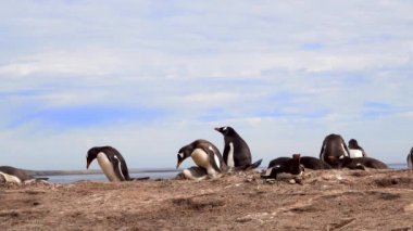 Birkaç Gentoo pengueni kum tepelerinde dinleniyor. Küçük bir penguen ısınmak için başını annesine yaslamış..