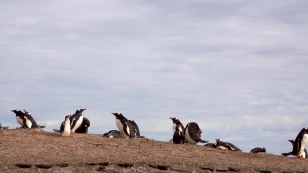 2羽のジェンツーペンギンがくちばしを開いて口論していた — ストック動画