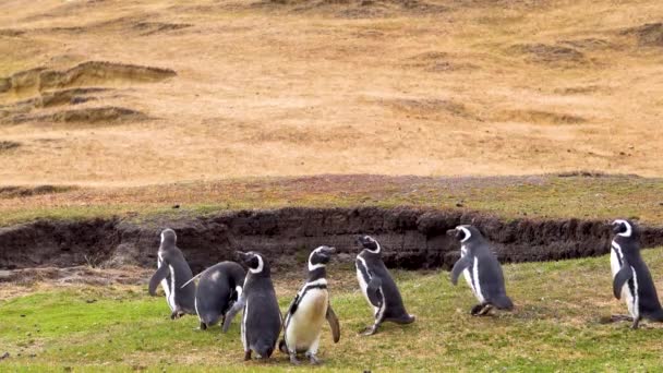 草原を歩いているペンギンが何羽かいる — ストック動画