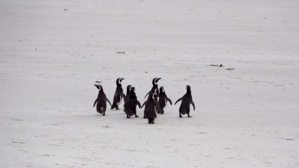 Few Chinstrap Penguins Were Walking Beach Swaying Bodies Walked — Αρχείο Βίντεο