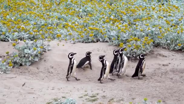 Small Flock Chinstrap Penguins Rushing Finally Hide Small Yellow Flower — Αρχείο Βίντεο