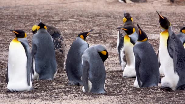 Several King Penguins Sleep Sand Sleeping Positions Different — Stockvideo