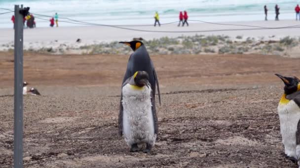 羽のついた王ペンギンが姿を消した くちばしを開いて歩く 背景に多くの人がいるビーチ — ストック動画