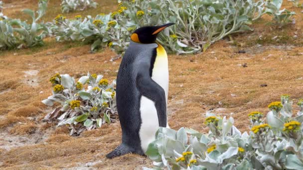 Pingüino Rey Está Pie Sobre Hierba Con Flores Amarillas Está — Vídeo de stock