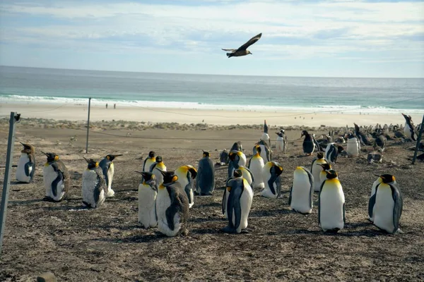 Bir grup kral penguen kumsalda oynaşıyor..