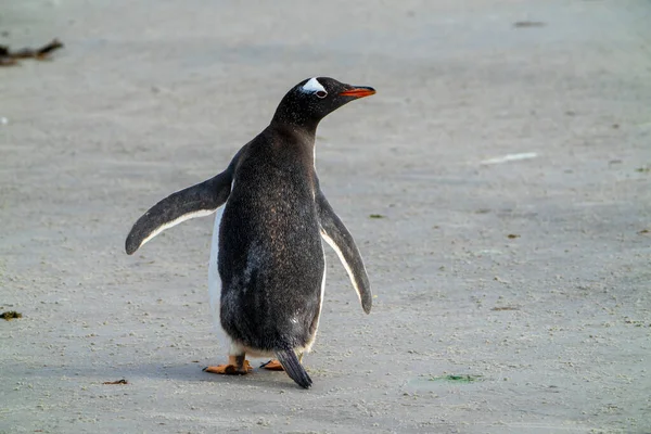 Gentoo Olhou Para Trás Enquanto Caminhava — Fotografia de Stock