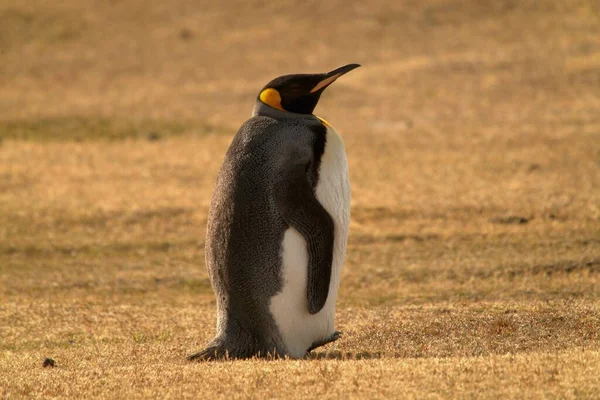 Pingüino Rey Está Pie Pastizal — Foto de Stock