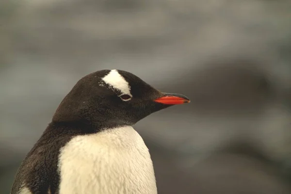 Gentoo Tučňák Který Chce Spát — Stock fotografie