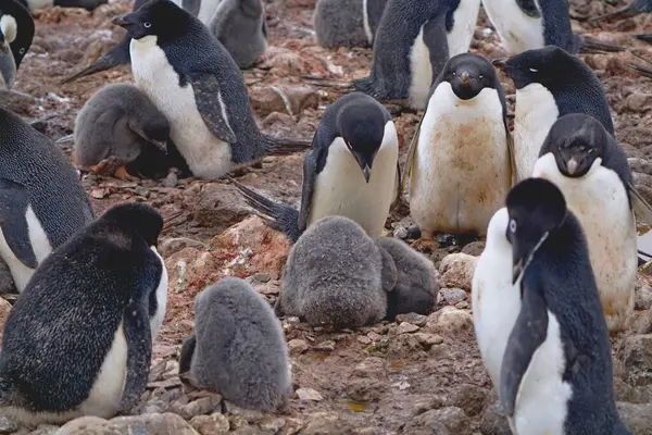 Big Penguins Little Penguins Resting Rocks — Stock Photo, Image