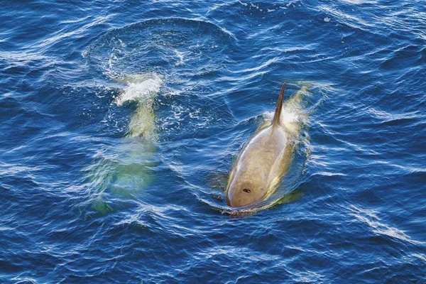 One Whale Water Other Whale Can See Breathing Hole — Stockfoto