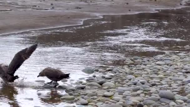 Due Uccelli Marini Stavano Inseguendo Sulla Sabbia Vicino Torrente Sembrava — Video Stock