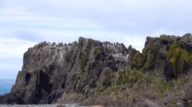 Kayalık dağlarda dinlenen birçok penguen var. Antarktika 'da yaz mevsimi.